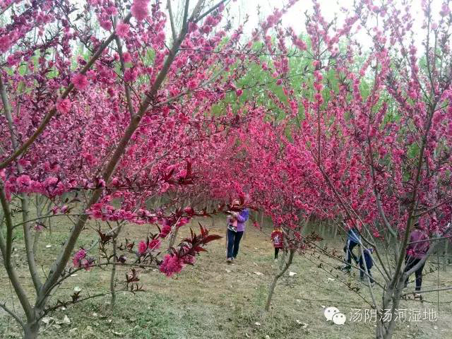 湿地公园风光好，花团锦簇春如潮