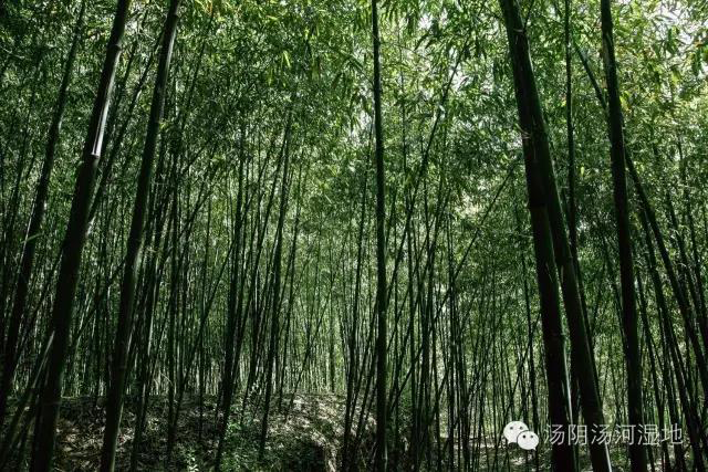 淡雅青竹