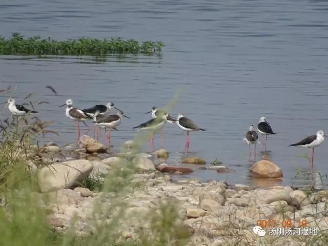 湿地公园秋意浓   观鸟赏景享自然