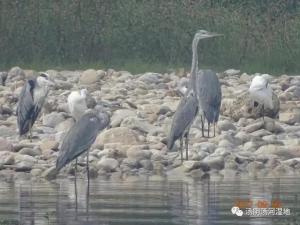 汤河湿地看鸟去